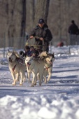 Dogs sleigh ride   Tourisme Montral, Daniel Choinire